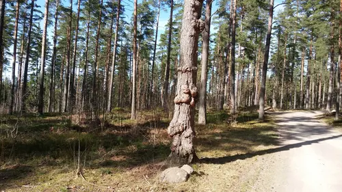 X-FORCE – UNIK TRÄNINGSMETODDen nya världsunika och patenterade svenska uppfinningen X-Force är en träningsmaskin som ökar den negativa belastningen med 40 %.Detta gör att du som användare kan träna betydligt kortare tid och få större effekt med garanterat bättre resultat, endast 6 – 12 repetitioner per maskin var 7 – 14 dagar.Varför negativ träning?Negativ träning har många fördelar.Musklerna kan arbeta med betydligt högre belastning excentriskt än koncentrisk och en tyngre last innebär också effektivare träning med snabbare resultat.För att förbättra muskelstyrkan överbelastar du muskeln och om den excentriska lasten är större tröttar du ut muskeln snabbare.Excentrisk träning kräver mindre syre än koncentrisk vilket påfrestar hjärtat mindre men ökar blodtrycket.Här är de 15st mest sökta gymmen på GymKarta i Juli 2023Nordic Wellness Lindholmen på Lindholmsallén 20 i GöteborgSATS Gamlestaden på Gamlestadstorget 7 i GöteborgSTC Sävedalen - Göteborgsvägen 104 - GymKarta.seSTC munkebäck på Munkebäcks Allé 26 i GöteborgNordic Wellness Göteborg Kviberg Arena - GymKarta.seNordic Wellness Kungälv Kongahälla - GymKarta.seActic Lerum - Vattenpalatset på Häradsvägen 3 i Lerum&nbsp;Maximus Gym Brunnsbo på Folkvisegatan 15 i GöteborgSATS Hovås på Björklundabacken 2 i Hovås - GymKarta.seNordic Wellness Backaplan på Gustaf Dalénsgatan 13Fitness24Seven på Lergöksgatan 6 i Västra FrölundaSATS Askim (Sisjön stora) på Ekonomivägen 6 i AskimSTC på Ekenleden 10 i Kållered - GymKarta.seNordic Wellness Marklandsgatan - GymKarta.seNordic Wellness på Vasagatan 7 i Göteborg